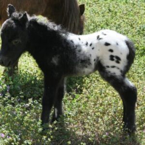 Black Appaloosa Mare