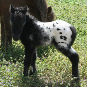 Black Appaloosa Mare