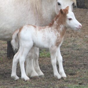 Red Roan Overo Pinto Filly