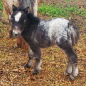Black Appaloosa Filly