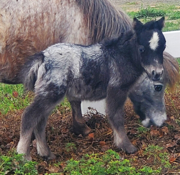 Black Appaloosa Filly