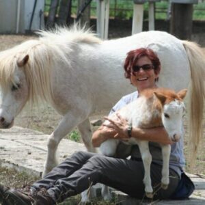 Red Roan Overo Pinto Filly