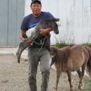 Black Appaloosa Colt