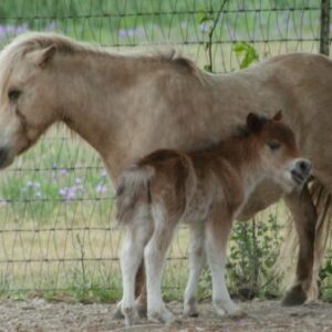 Silver Bay Colt