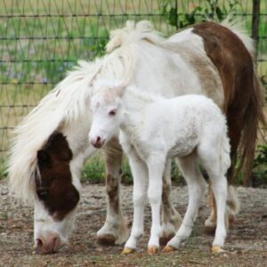 Palomino Medicine Hat Pinto Mare