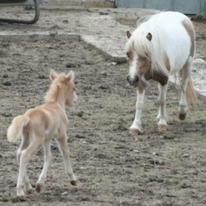 Palomino Colt