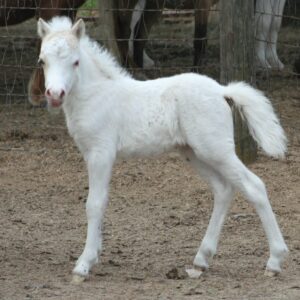 Palomino Medicine Hat Pinto Mare