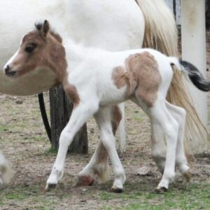 Buckskin Pinto Colt