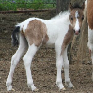 Buckskin Pinto Colt
