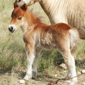 Silver Bay Colt