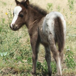 Black Appaloosa Colt