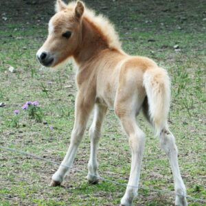 Palomino Colt
