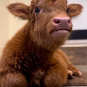 Mini Highland Cow (Luna)