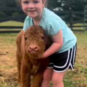 Mini Highland Cow (Luna)