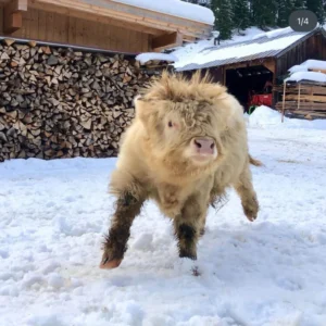 Mini Highland Cow (Lady)
