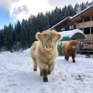 Mini Highland Cow (Lady)