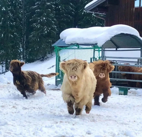 Mini Highland Cow (Lady) - Image 3