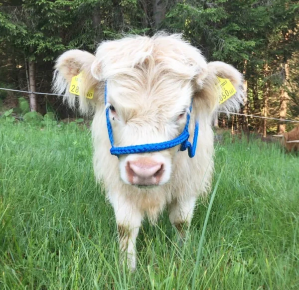 Mini Highland Cow (Lady) - Image 4