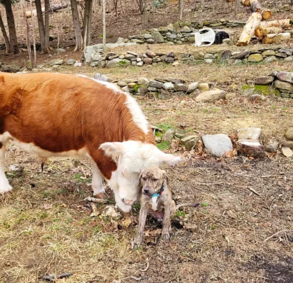 Mini Highland Cow (Happy) - Image 3