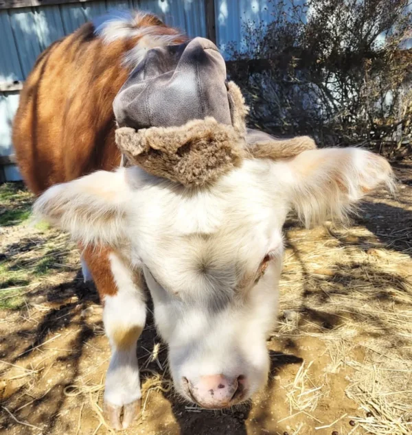 Mini Highland Cow (Happy) - Image 4