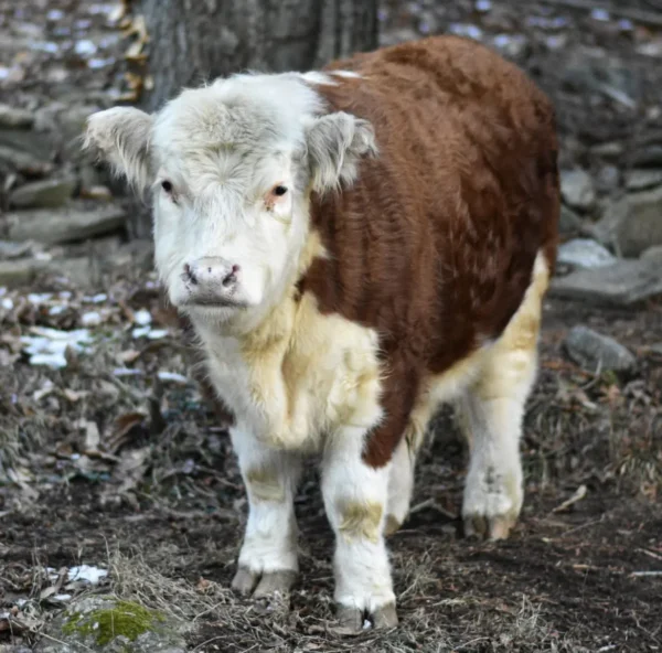 Mini Highland Cow (Happy)