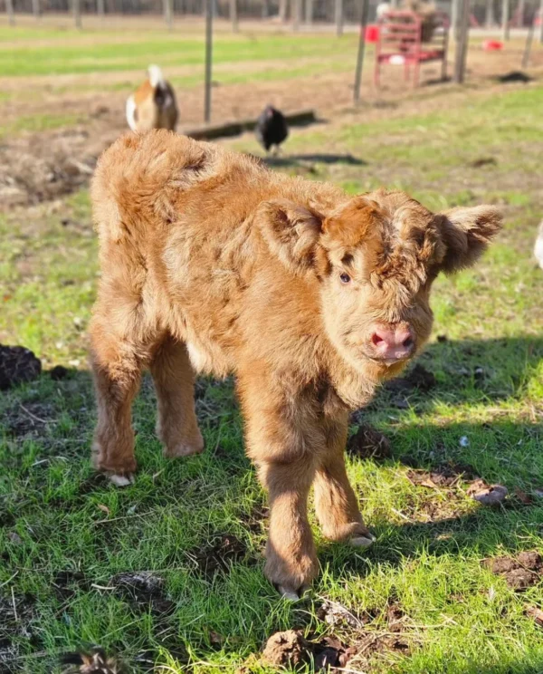 Mini Highland Cow (Stan) - Image 3