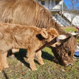 Mini Highland Cow (Stan)