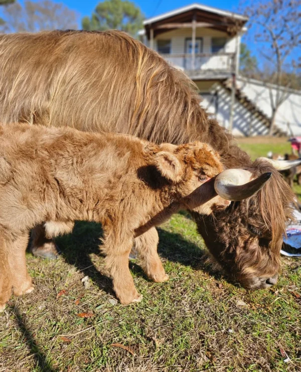 Mini Highland Cow (Stan) - Image 2