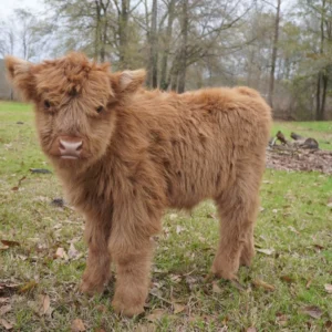 Mini Highland Cow (Stan)