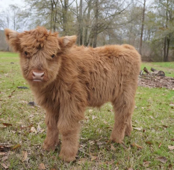 Mini Highland Cow (Stan)