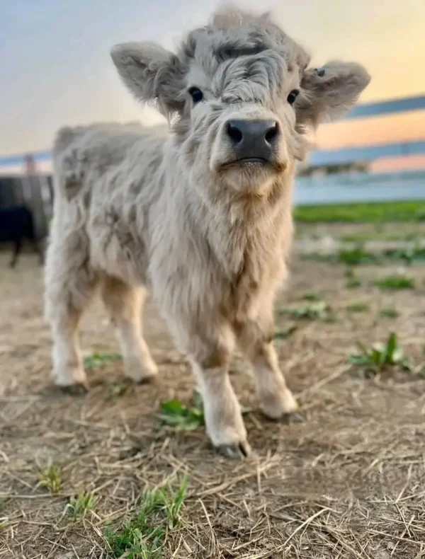 Mini Highland Cow (Billy)
