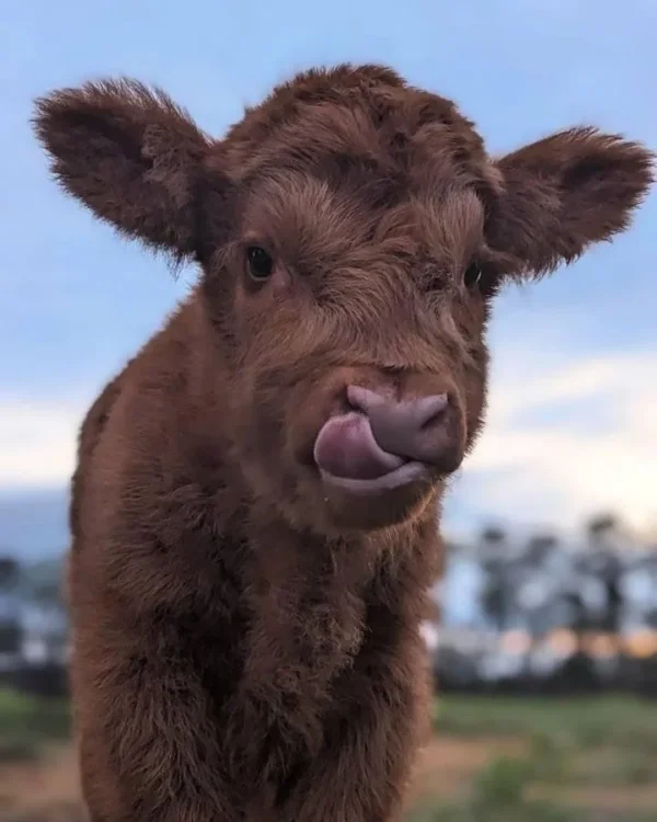 Mini Highland Cow (Jonquil)