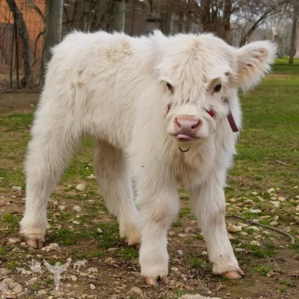 Mini Highland Cow (Lea)
