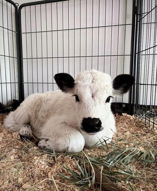 Mini Highland Cow (Bonnie) - Image 2