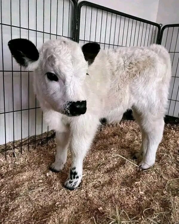 Mini Highland Cow (Bonnie)