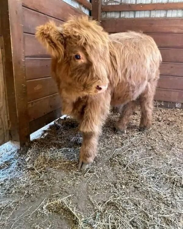 Mini Highland Cow (Nessie)