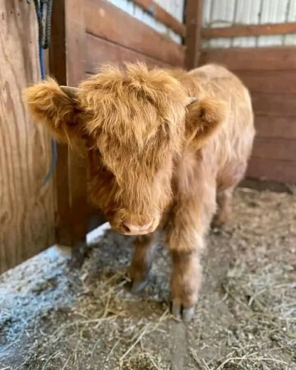 Mini Highland Cow (Nessie) - Image 2