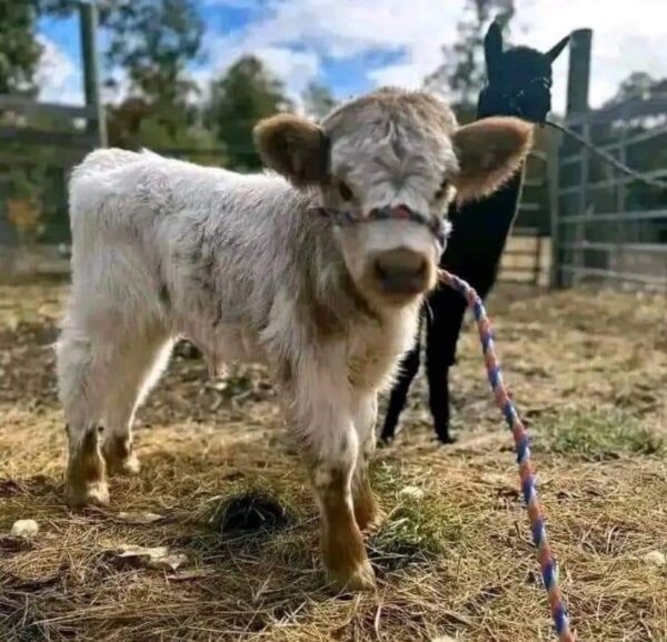 Mini Highland Cow (Ginger) - Image 2