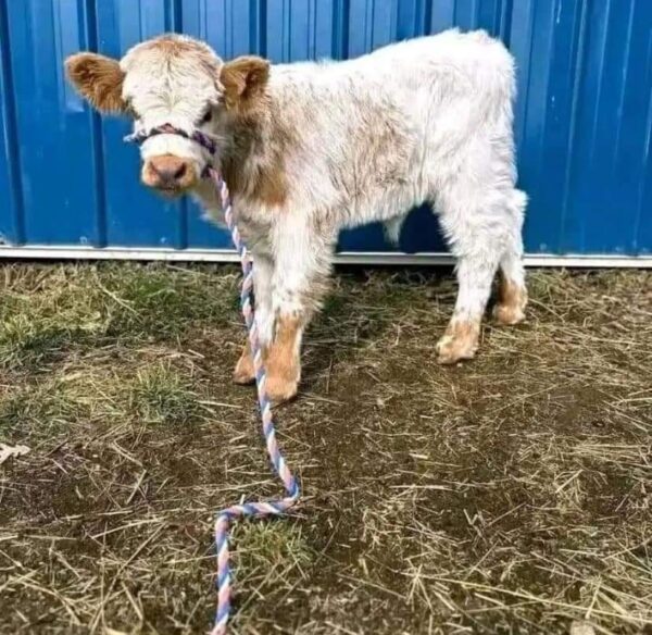 Mini Highland Cow (Ginger)