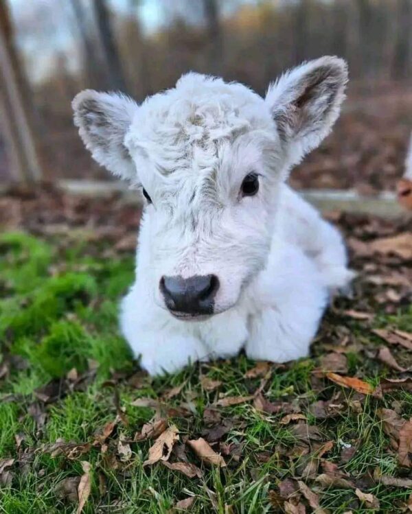 Mini Highland Cow (Maple) - Image 2
