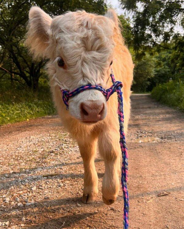 Mini Highland Cow (Daisy) - Image 2
