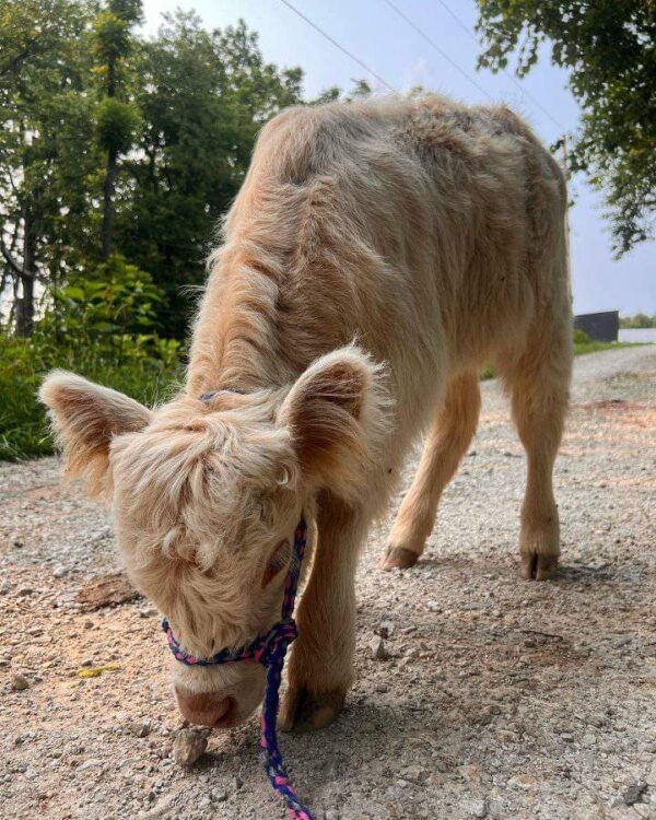 Mini Highland Cow (Daisy)